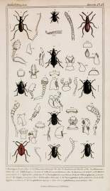 1. Mastigns fuscus. Klug. 2. Seydincenus helwegii. Var. Lat.