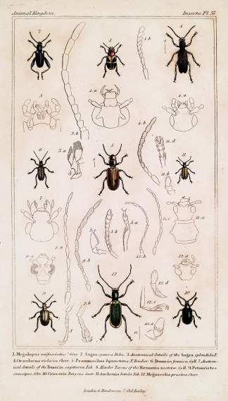 1. Megalopus unifasciatus?Gory. 2. Sagra cyanea. Dalm. - Antique Print from 1827