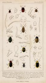 1. Adorium basale. Guer. 2. Anatomical details of the Adorium bipunctatum. Cher.