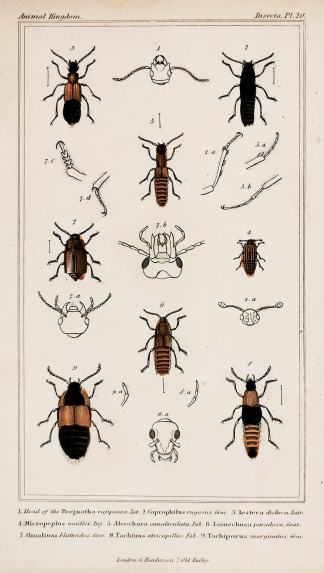 1. Head of the Prognatha rufipenne. Lat. 2. Coprophilus rugosus. Grav. - Antique Print from 1827