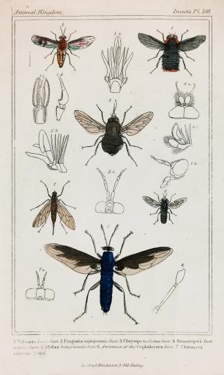 1. Tabanus latus. Guer. 2. Pangonia nigripennis Guer. - Antique Print from 1827