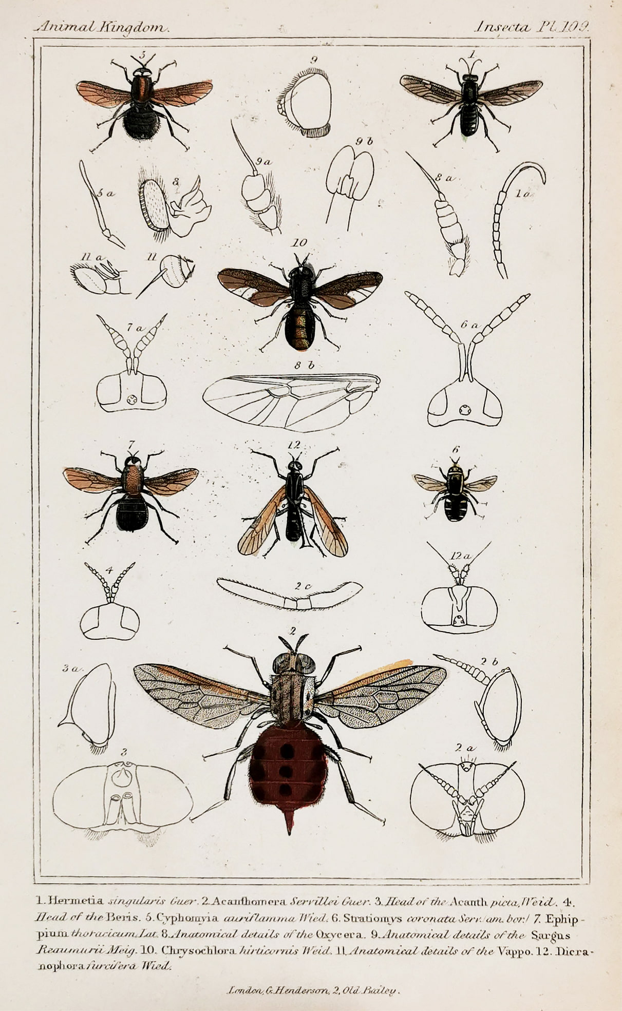1. Hermetia singularis Guer 2. Acanthomera Servillei Guer. - Antique Print from 1827