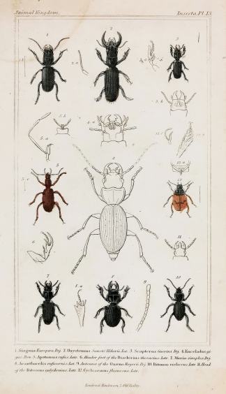 1. Siagona europaea. Dej. 2. Oxystomus Sancti-Hilarii. Lat. - Antique Print from 1827