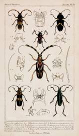 1. Lissonotus unifasciatus. Gory. 2. Megaderus stigma. Fab.