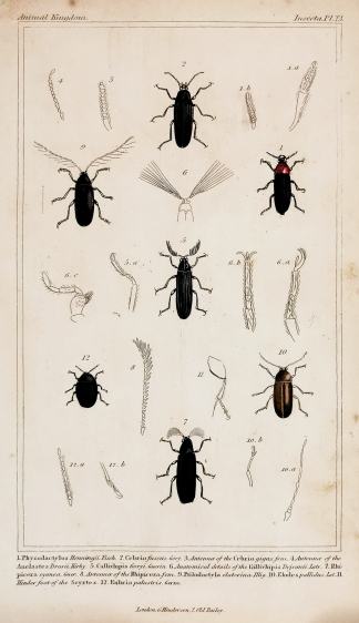 1. Physodactylus Henningii. Fisch. 2. Cebrio fuscus. Gory. - Antique Print from 1827
