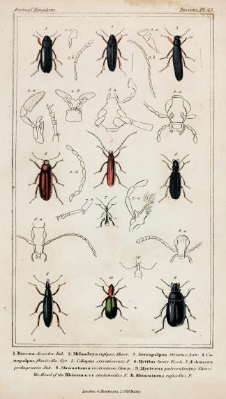 1. Dirceaea discolor. Fab. 2. Melandrya rufipes. Chevr. - Antique Print from 1827