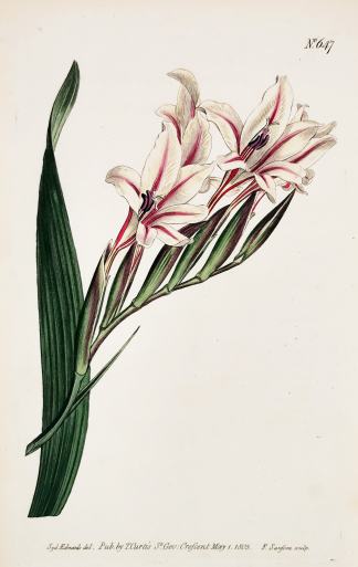 Gladiolus Undulatus. Waved-Flowered Corn-Flag. - Antique Print from 1803