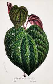 Cissus ? Porphyrophyllus Lindl. World - Nonindigenous General Cissus ? Porphyrophyllus Lindl.