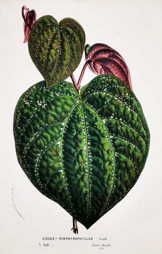 Cissus ? Porphyrophyllus Lindl. - Antique Print from 1845