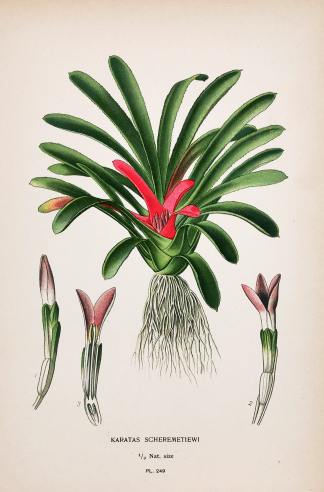 Karatas Scheremetiewi. - Antique Print from 1896