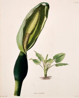 Arum Odorum. - Antique Print from 1820