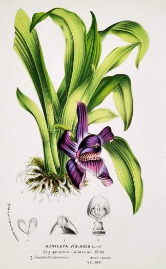 Huntleya Violacea Lindl. Zygopetalum violaceum Rchb. - Antique Print from 1845