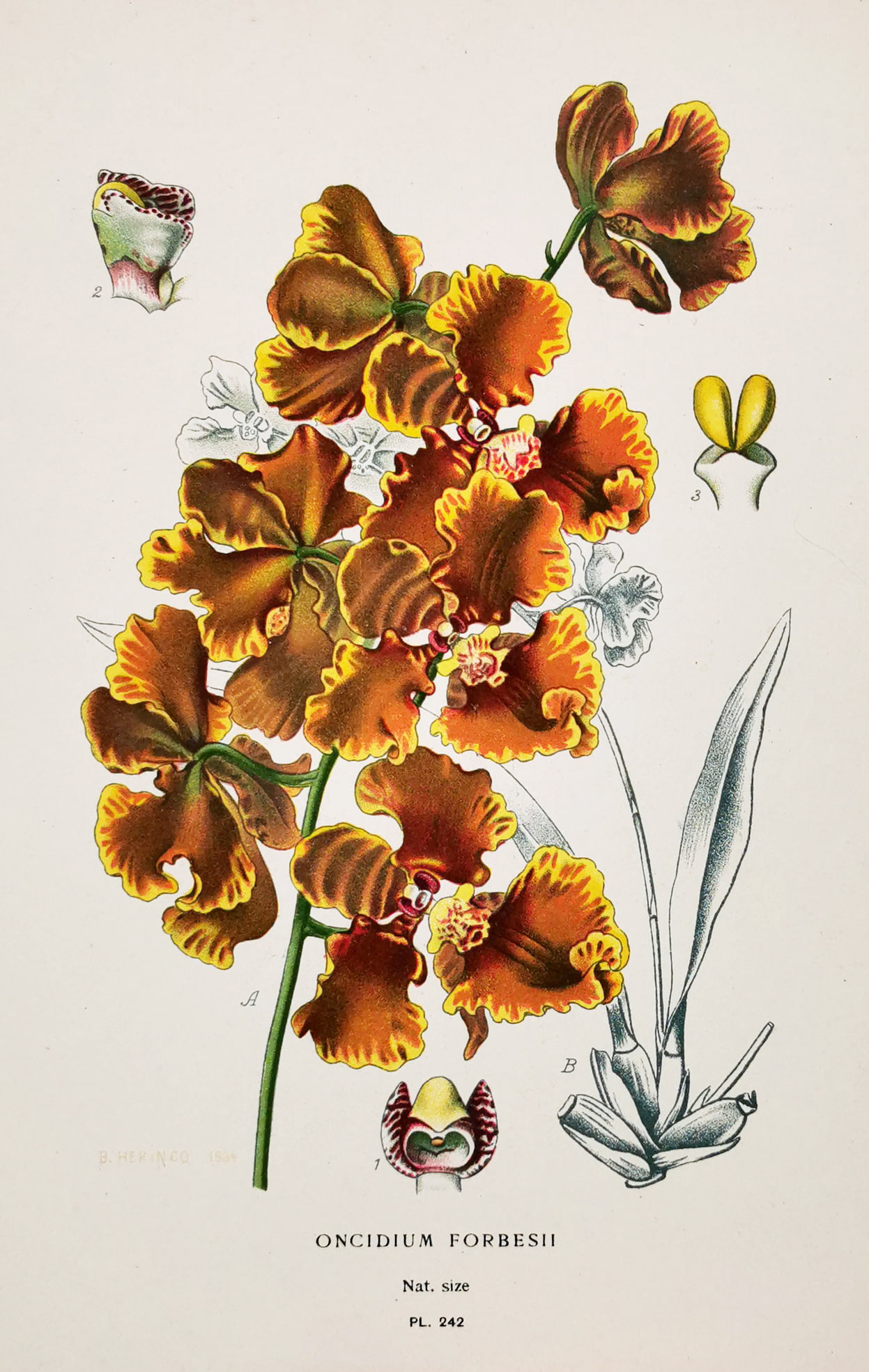 Oncidium Forbesii. - Antique Print from 1896