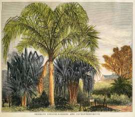 Brisbane Botanic-Gardens and Government-House. - Antique View from 1877