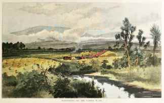 Harvesting on the Taiera Plains. - Antique View from 1886
