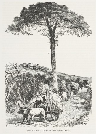 Stone Pine at Castel Gandolfo, Italy. General / Global