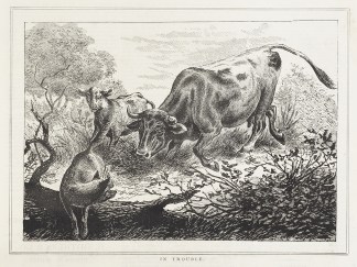 In Trouble. Australiana (General)
