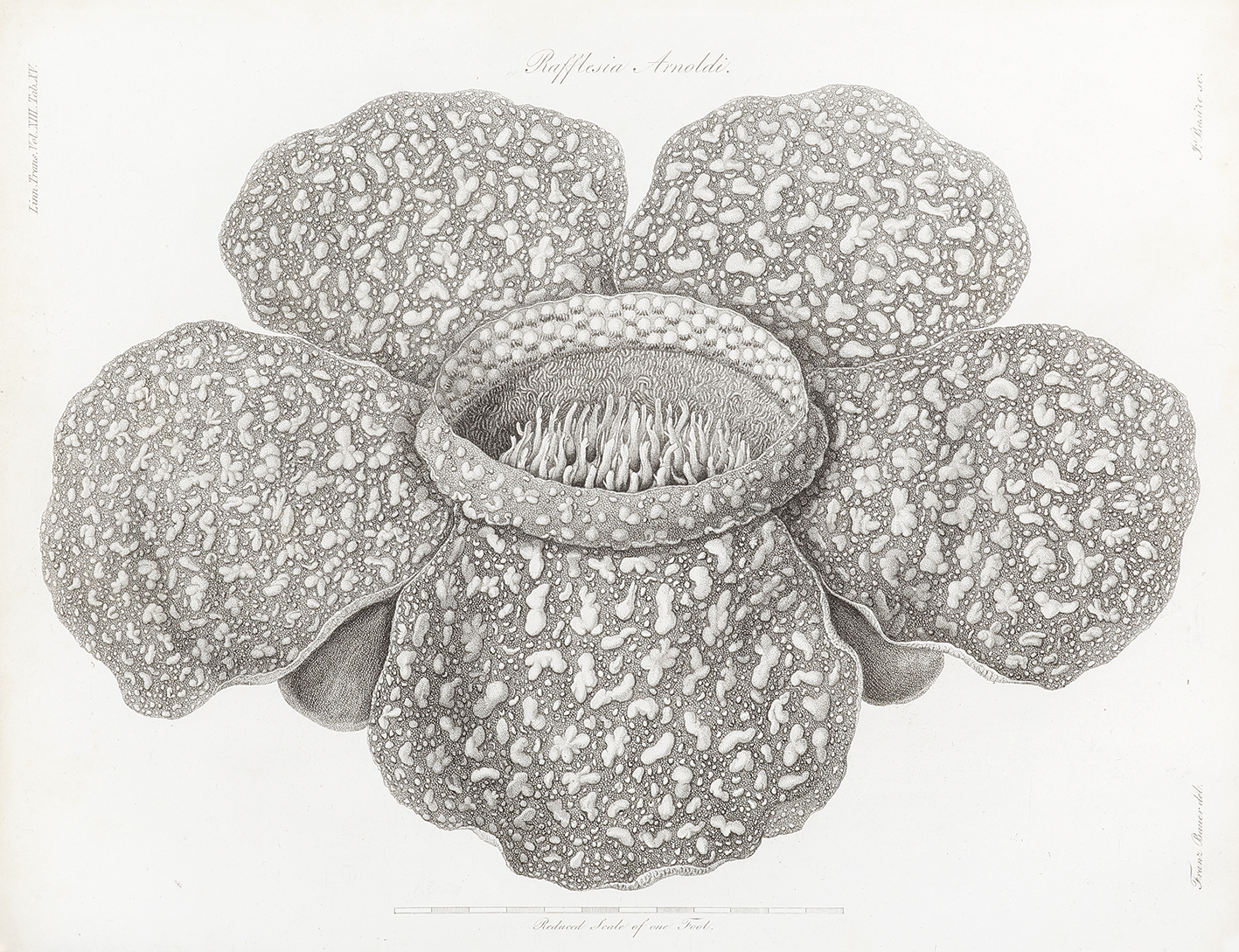 Rafflesia Arnoldi. - Antique Print from 1822