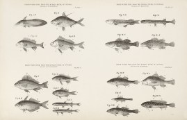 Fresh Water Fish, from the Murray River, in Victor… Fish & Crustaceans