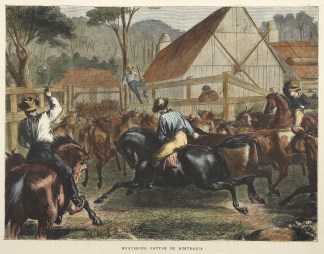 AUSTRALIANA-Mustering Cattle in Australi… Australiana (General)
