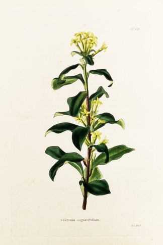 Cestrum angustifolium. - Antique Print from 1820