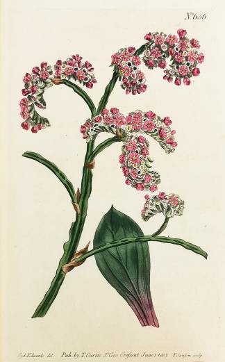 Statice Speciosa. Plantain-Leaved Thrift. - Antique Print from 1819