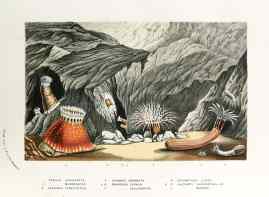 1. Phellia Gausapata. 2. ___ Murocincta. 3. Gregoria Fenestrata. 4. Bunodes Coronata. 5.6. Edwardsia Carnea. 7. ____ Callimorpha. 8. Cerianthus Lloydii. 9.10. Halcampa Chrysanthellum. 11. ____ Microps. - Antique Print from 1845