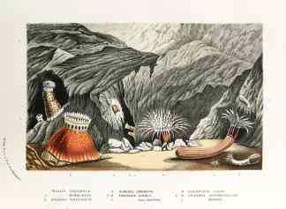 1. Phellia Gausapata. 2. ___ Murocincta. 3. Gregoria Fenestrata. 4. Bunodes Coronata. 5.6. Edwardsia Carnea. 7. ____ Callimorpha. 8. Cerianthus Lloydii. 9.10. Halcampa Chrysanthellum. 11. ____ Microps. - Antique Print from 1845