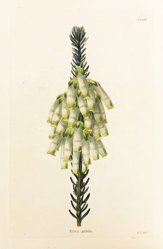 Erica gelida. - Antique Print from 1820