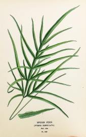 Spider Fern. (Pteris Serrulata). - Antique Print from 1896