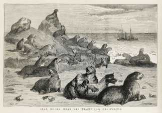 Seal rocks, near San Francisco, California. - Antique Print from 1878