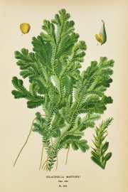 Selaginella Martensii.