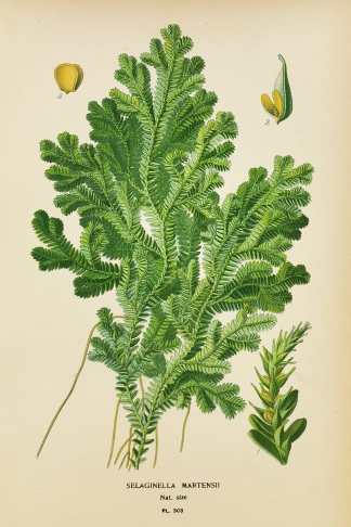 Selaginella Martensii. - Antique Print from 1896
