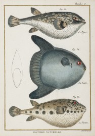 Plate 17
