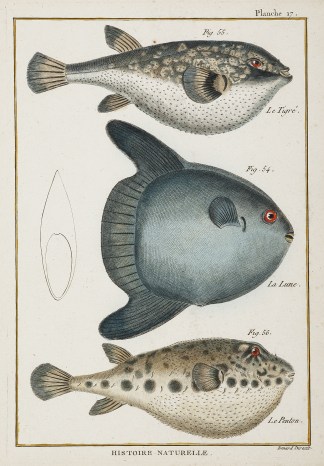 Plate 17 Fish & Marine Life