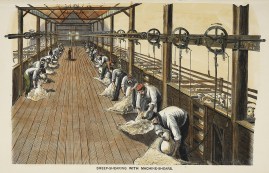 Sheep-Shearing with Machine-Shears.