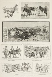 South Australian Horse-Breeding Station. South Australia - Country