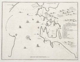 Baay van Tricoen Male