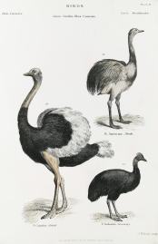 Birds. R. Americana. Nandu. S. Camelus. Ostrich. C. Galeatus. Cassowary. ANIMALS Birds. R. Americana. Nandu. S. Camelus. Ostrich. C. Galeatus. Cassowary.