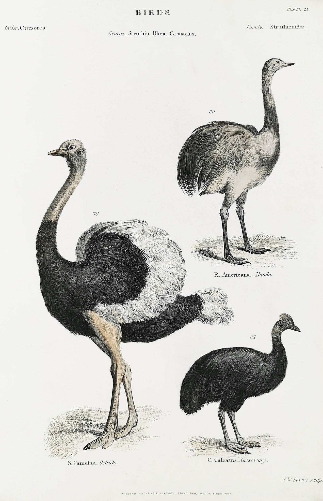 Birds. R. Americana. Nandu. S. Camelus. Ostrich. C. Galeatus. Cassowary. - Antique Print from 1860