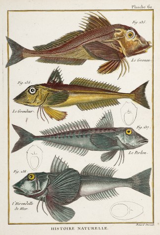 Plate 60 Fish & Marine Life