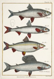 Plate 69