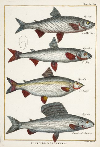 Plate 69 ANIMALS