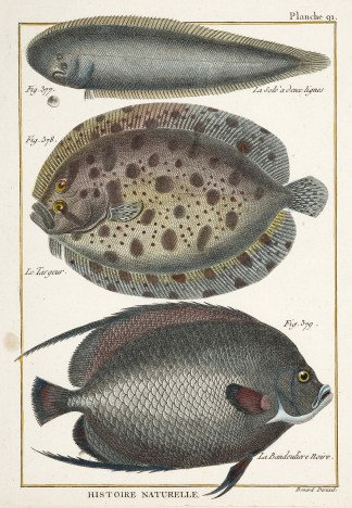 Plate 91 ANIMALS