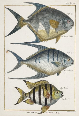Plate 96 Fish & Marine Life