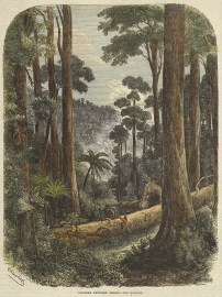 Scenery Between Bendoc and Bonang.