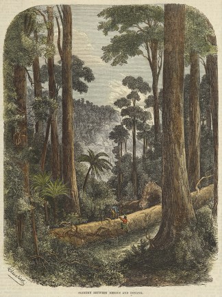 Scenery Between Bendoc and Bonang. Regional