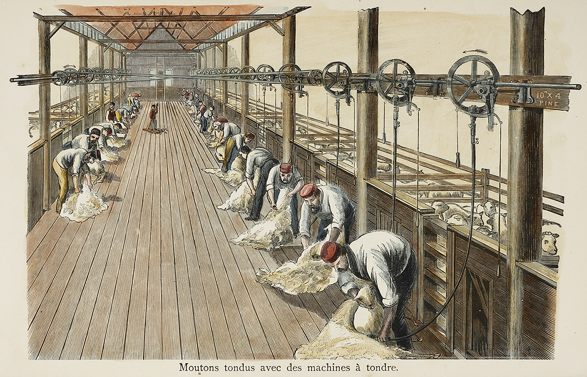 Moutons tondus avec des machines a tondre. - Antique Print from 1896