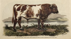 Mr. John Hay's Bull, "Lord Clyde," which Obtained 1st Prize at Recent Parramatta Agricultural Show.