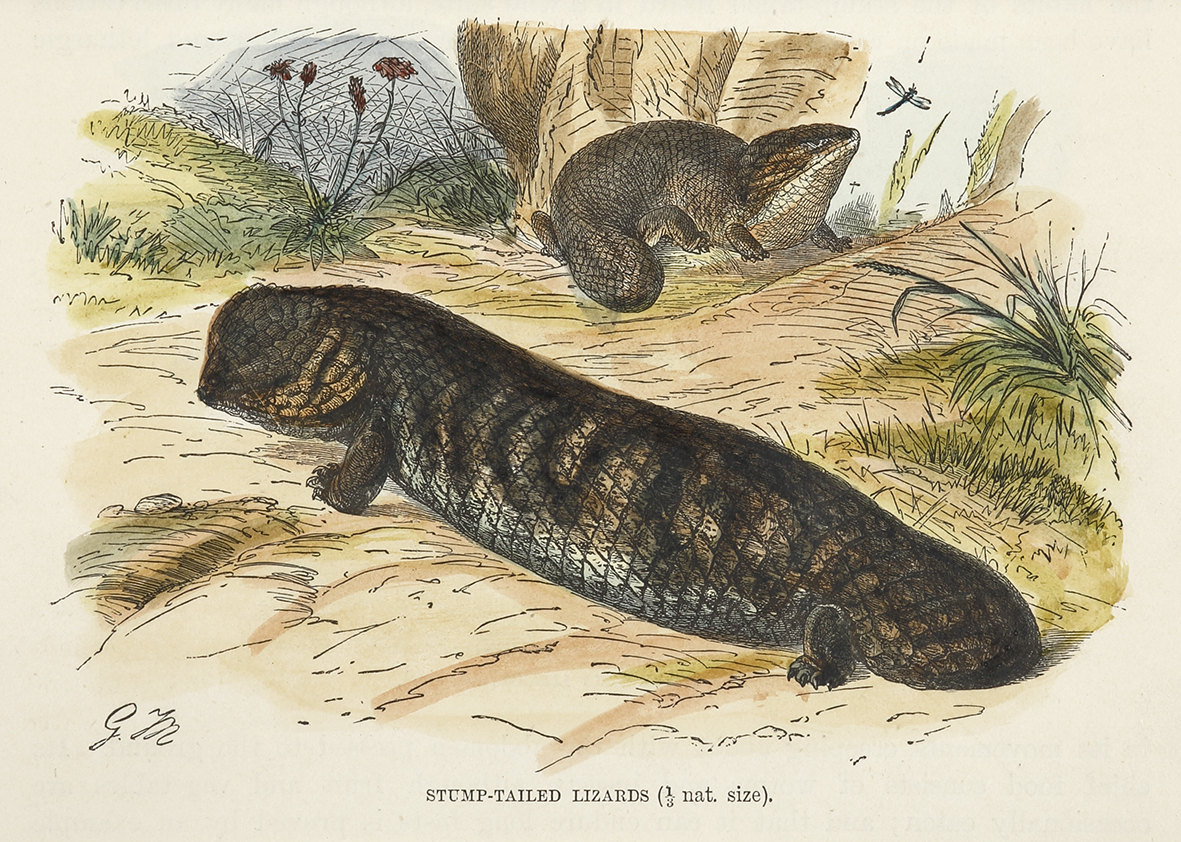 Stump-tailed Lizards - Antique Print from 1895